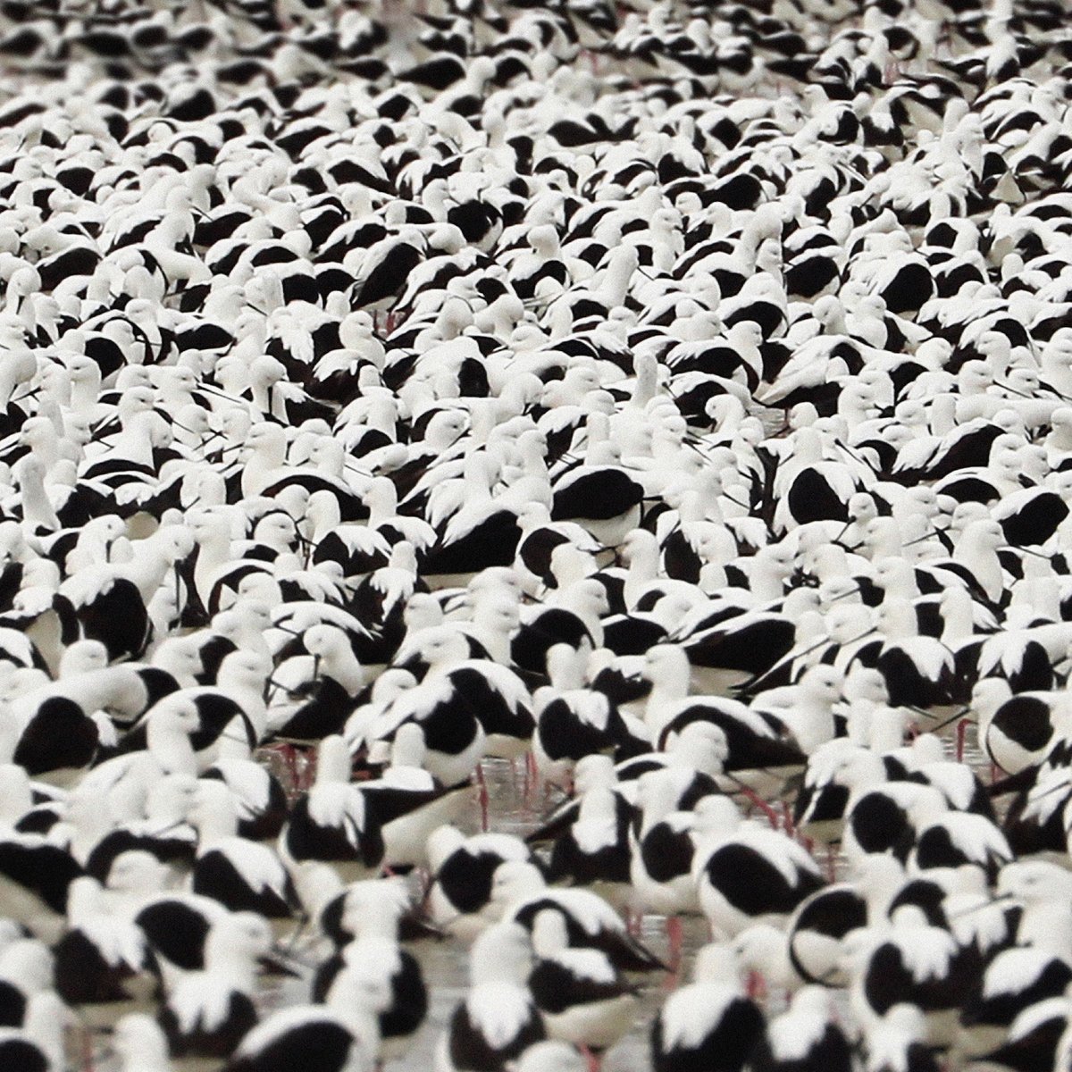 Reseñamos el nuevo trabajo de Stella Donnelly