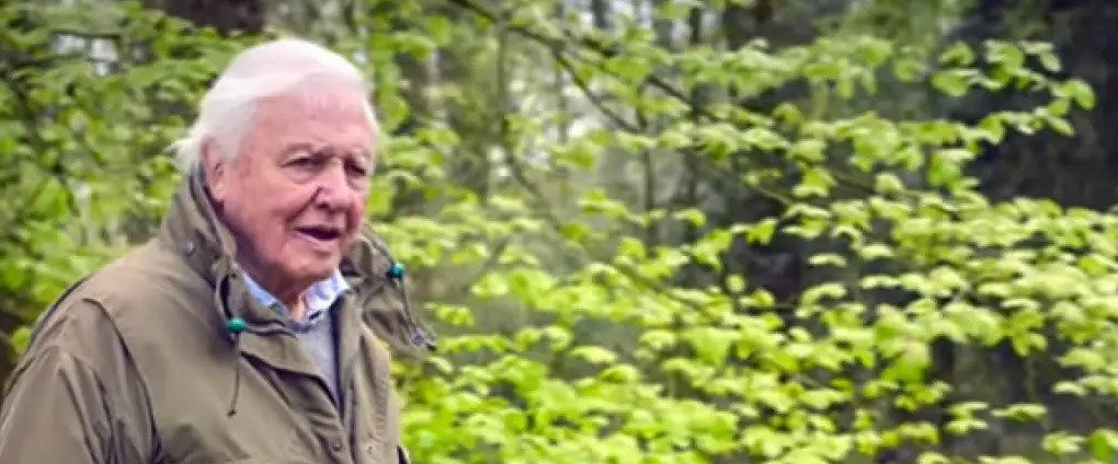 Crítica de 'El mundo secreto del sonido con David Attenborough', la serie documental estrenada en Netflix