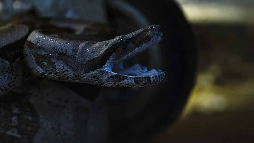 'Naturaleza de pesadilla: Lost in the Jungle': crítica de la nueva docuserie de Netflix