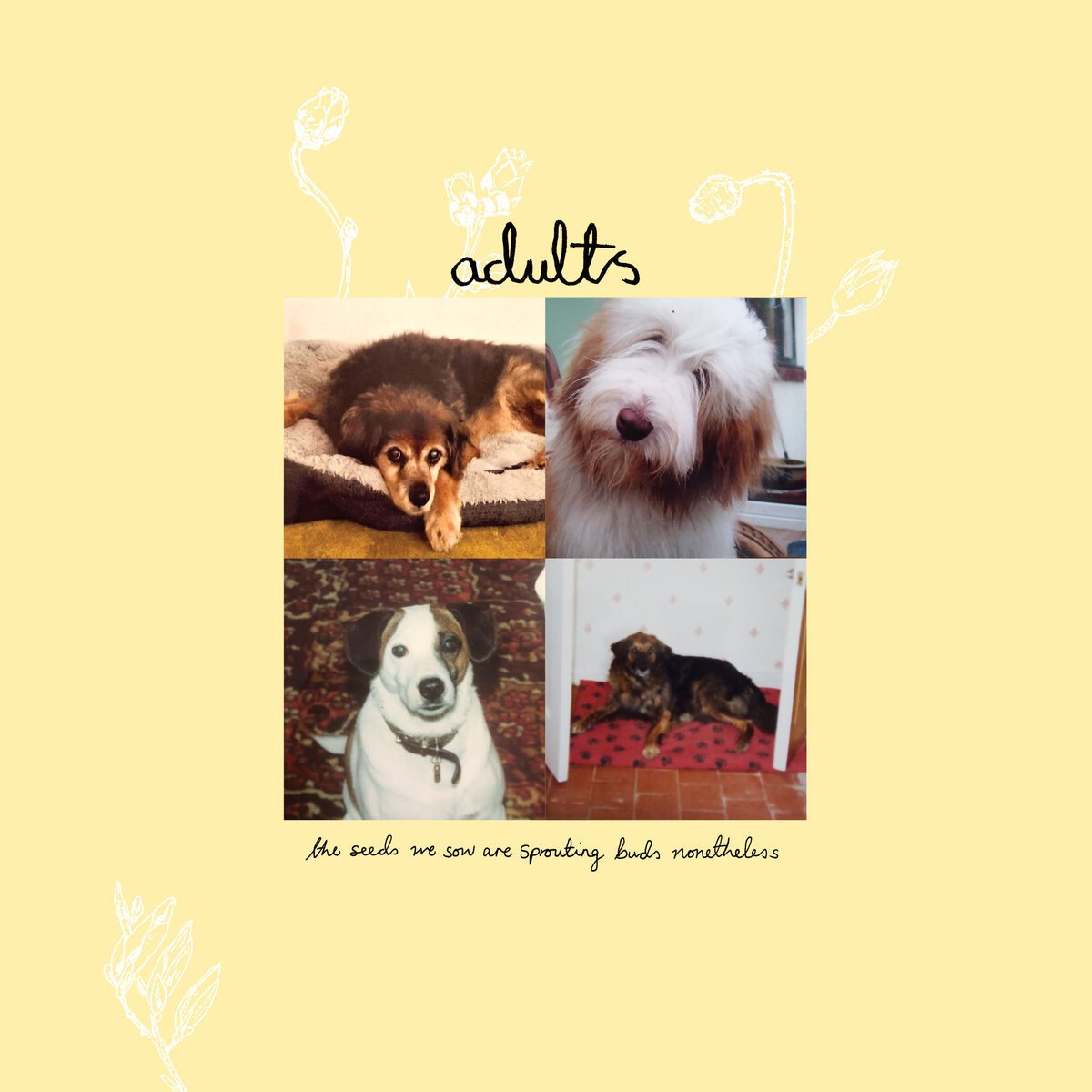 adults: 'the seeds we sow are sprouting buds nonetheless', crítica de su nuevo LP